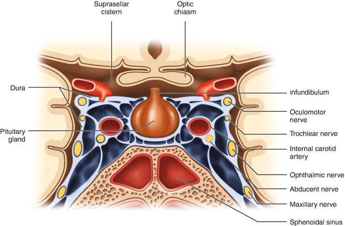 Cavernous Sinus Syndrome | SpringerLink