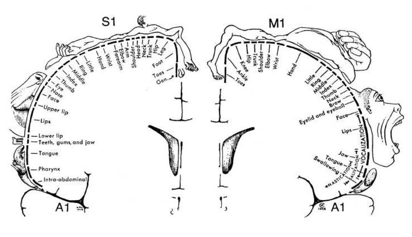 7: Cortical homunculus by Wilder Graves Penfield [174]. It represents the mapping the primary sensory (S1) and primary motor (M1) cortex. S1 lies on the posterior wall of the central sulcus (cf. post central gyrus in figure 1.6(a)) and M1 on the anterior part. These maps were established by direct electrical stimulation on patients during surgery. Primary auditory cortices (A1), left and right, are represented in the temporal lobes.