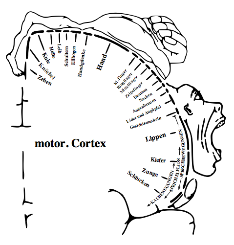 Description: [Motor+homunculus+-+Wikipedia.png]