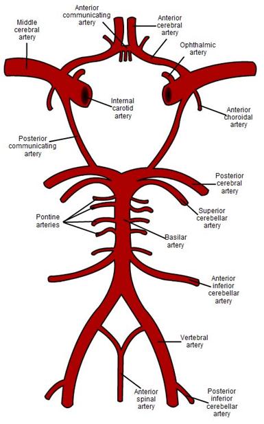 Description: Blood supply
