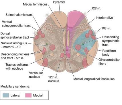 Description: Medulla